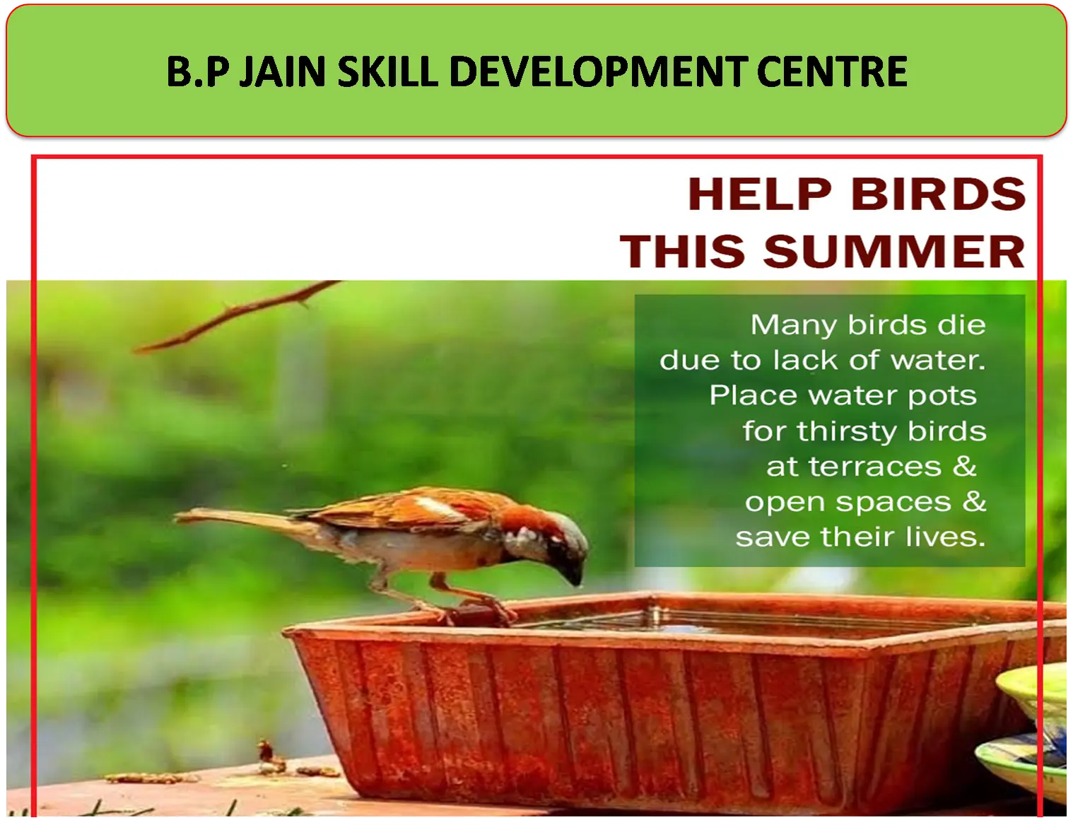 Save Birds